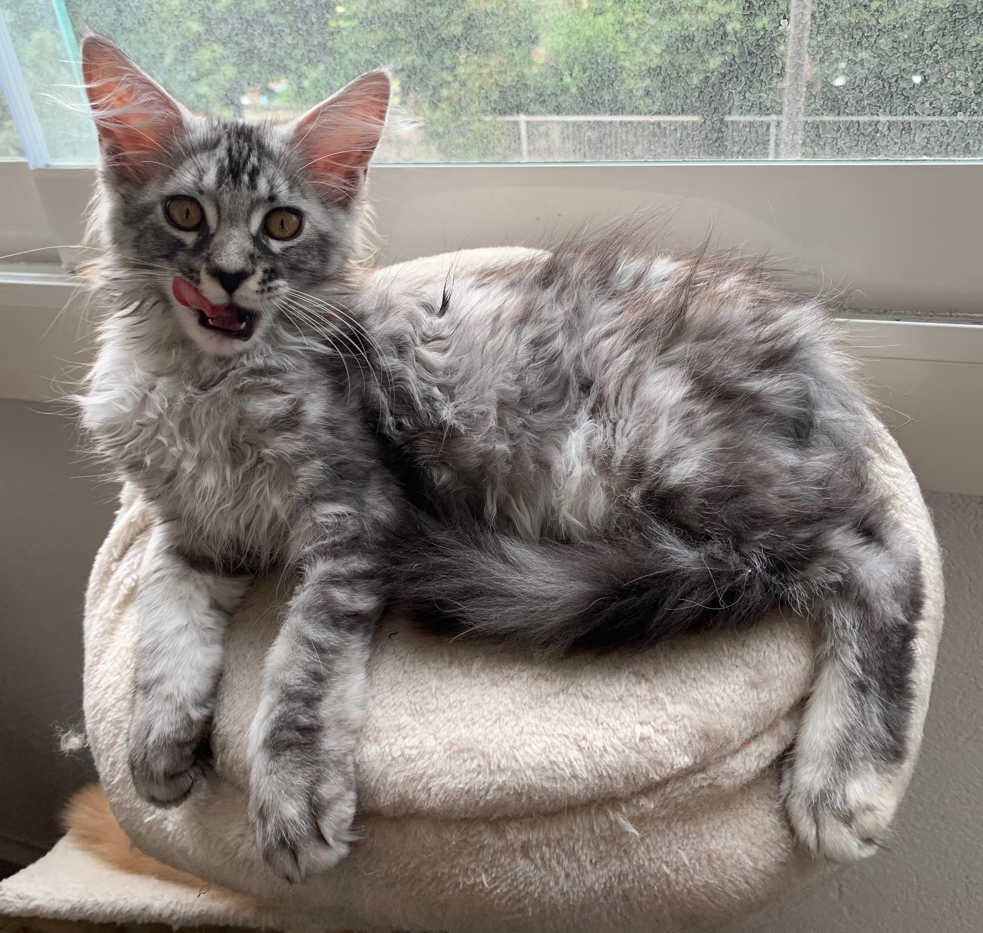 chatons Maine coon